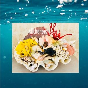 Color! The joy of the sea. 🦀🐬🐠🐋🐚🐚🐚